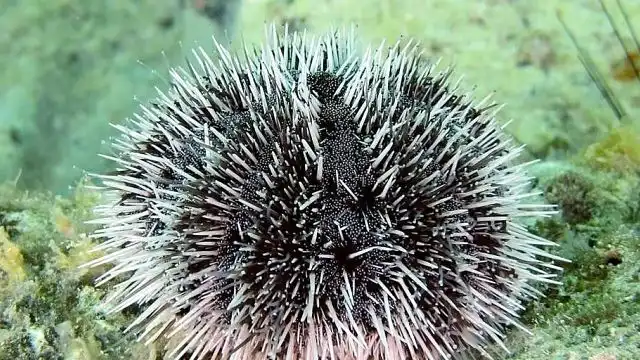 Erizos de mar Chubut Coronavirus