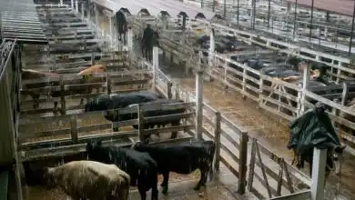 Mercado de Hacienda Aprobaron el proyecto en la Legislatura de la Ciudad de Buenos Aires Noviembre 2018